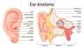 Ear anatomy. Human sound organ anatomical structure, outer, Royalty Free Stock Photo