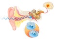 Ear anatomy. Illustration showing the way of a sound wave to the brain Royalty Free Stock Photo