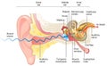 Ear anatomy. Illustration showing the way of a sound wave to the brain