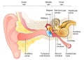Ear anatomy. Illustration showing the way of a sound wave to the brain Royalty Free Stock Photo