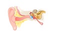 Ear anatomy. Illustration showing the way of a sound wave to the brain