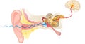 Ear anatomy. Illustration showing the way of a sound wave to the brain