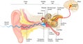 Ear anatomy. Illustration showing the way of a sound wave to the brain Royalty Free Stock Photo