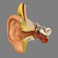 Ear anatomy