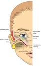 Ear anatomy Royalty Free Stock Photo