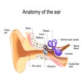 Ear anatomy. vector illustration