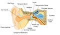 Ear Anatomy