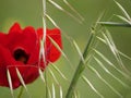 An ear of barley on a background of bright red poppy flowers among green grass in a meadow on a sunny spring day Royalty Free Stock Photo