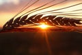 An ear of barley close-up in the rays of the setting sun on a wheat field in the evening