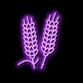 ear barley grain neon glow icon illustration Royalty Free Stock Photo