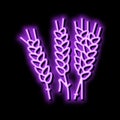 ear barley neon glow icon illustration Royalty Free Stock Photo