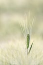 An ear of barley Royalty Free Stock Photo