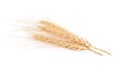 Ear of barley on white background Royalty Free Stock Photo