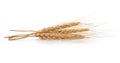 Ear of barley on white background Royalty Free Stock Photo