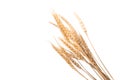 Ear of barley on white background Royalty Free Stock Photo