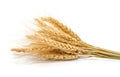 Ear of barley on white Royalty Free Stock Photo