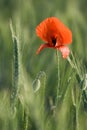 Ear of cereals and one red poppy close-up Royalty Free Stock Photo