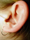 Ear Closeup Royalty Free Stock Photo