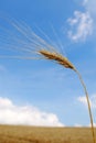 Ear corn Royalty Free Stock Photo