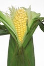 Ear of Corn