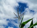 An ear of corn against a cloudy sky. Corn is blooming. Flowering of corn against the background of cloudy, blue sky. Royalty Free Stock Photo