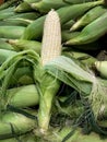 Ear of Corn being shucked.