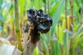 Ear of corn close up. Corn smut. Ustilago maydis disease Royalty Free Stock Photo