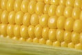 The ear of corn close-up photo of delicious and healthy food Royalty Free Stock Photo