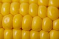 The ear of corn close-up photo of delicious and healthy food Royalty Free Stock Photo