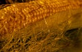 The ear of corn close-up photo of delicious and healthy food. Natural corn plucked from the field. Autumn harvest concept Royalty Free Stock Photo