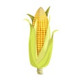 An ear of corn cob with husk. Cartoon trendy style. Maize. Bright ripe vegetable. Vector illustration isolated on white Royalty Free Stock Photo