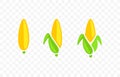 Ear corn, corn, corn cob, maize, food and meal, graphic design Royalty Free Stock Photo
