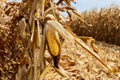 Ear of corn in cornfield ready for harvest.