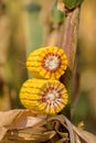 Ear of corn cross section