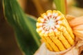 Ear of corn in cultivated cornfield