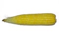 Fresh corn on cob isolated on white background. Royalty Free Stock Photo