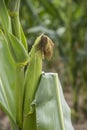 Ear of corn grows on plant. Corn Ãâ¬lantation, farmer grows corn Royalty Free Stock Photo