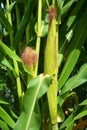 Ear of corn Royalty Free Stock Photo