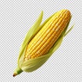 ear of corn isolated on transparent background Royalty Free Stock Photo
