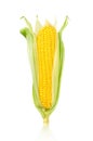 Ear of Corn isolated on a white background Royalty Free Stock Photo