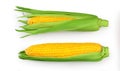 ear of corn isolated on a white background. Clipping path. Top view. Flat lay. Set or collection Royalty Free Stock Photo