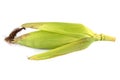 Ear of corn isolated on white background,Fresh corn Royalty Free Stock Photo