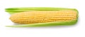 Ear of corn isolated on a white