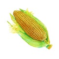 Ear of corn. isolated on white background. watercolor illustrati