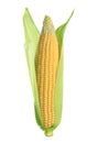 Ear of Corn isolated Royalty Free Stock Photo