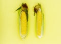 Ear of corn isolated on yellow background as package design element. Royalty Free Stock Photo