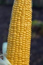 Ear of corn with large yellow grains in the autumn