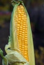 Ear of corn with large yellow tasty grains at garden in autumn with green leaves Royalty Free Stock Photo