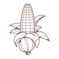 Ear of corn logo. Outline drawing for coloring on farming, growing of plants