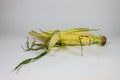 Ear of corn at maturity on a white background